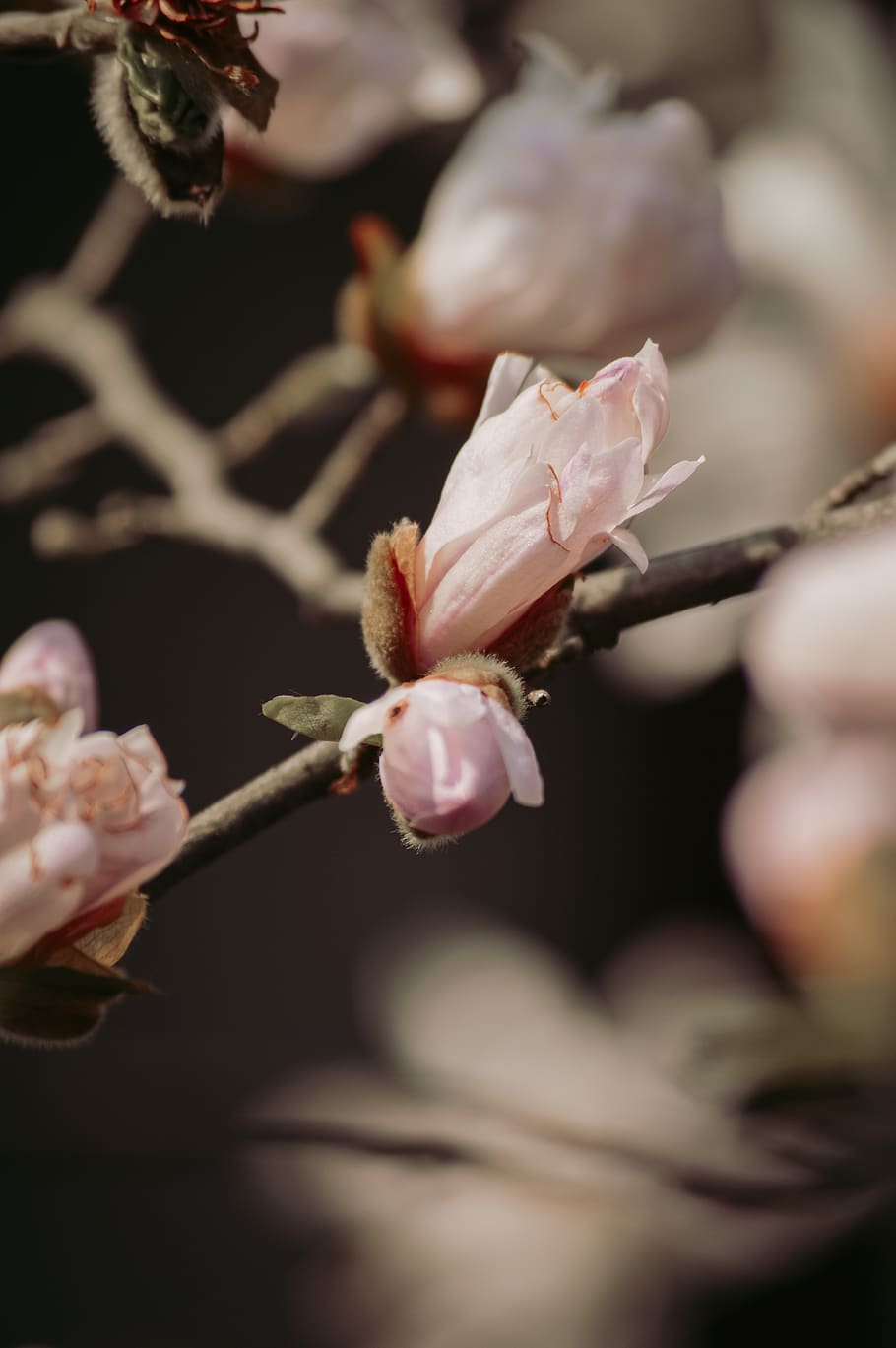 pink petaled flower, plant, blossom, honey bee, insect, animal HD wallpaper