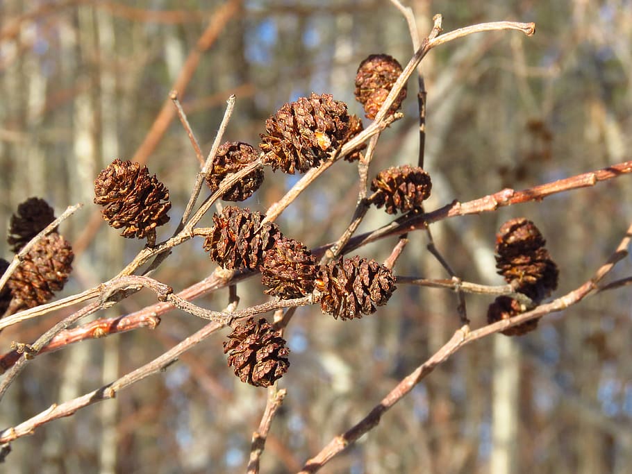 alder, stems, spring, seeds, flora, nature, growth, focus on foreground HD wallpaper