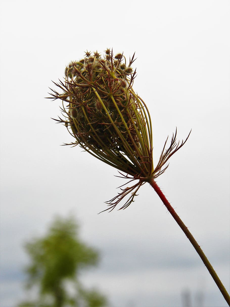 closeup, macro, green, nature, autumn, flower, plant, flowers HD wallpaper