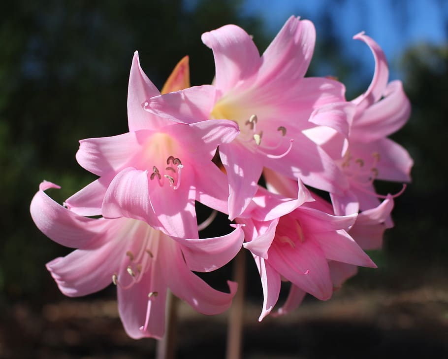 easter lilies, belladonna lilies, amaryllis belladonna, pink, HD wallpaper