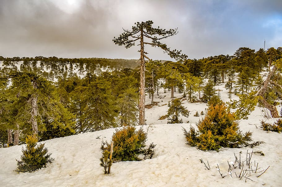 trees, mountain, snow, winter, landscape, nature, scenic, forest HD wallpaper