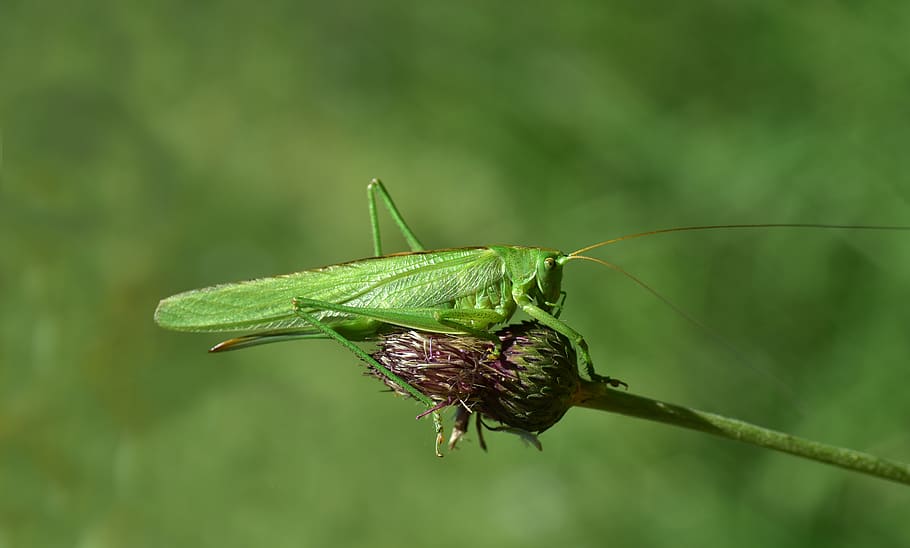 grasshopper, insect, nature, green, close up, macro, summer, HD wallpaper