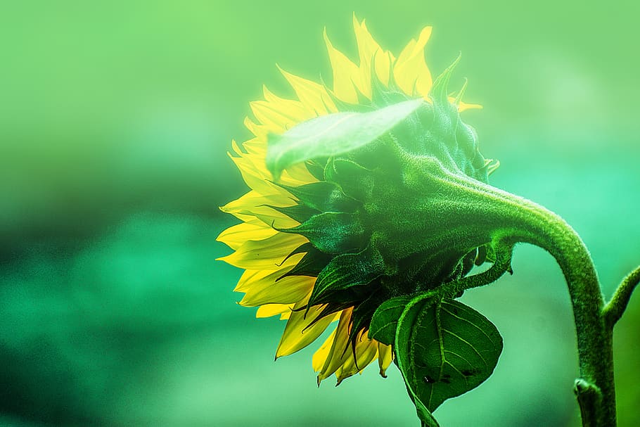 sunflower, spring, nature, beauty, summer, romantic, petal HD wallpaper