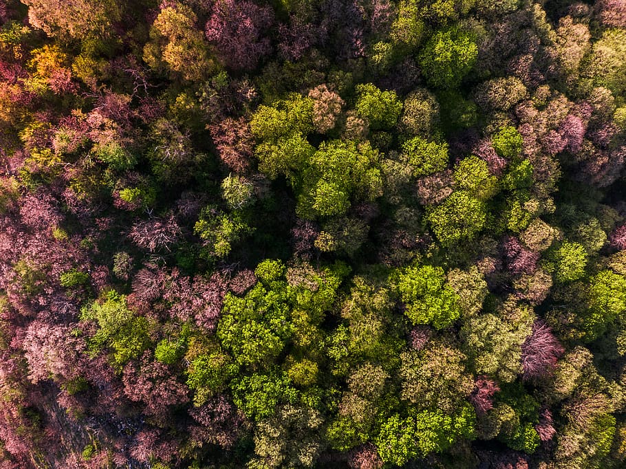 Aerial Photography of Green and Purple Trees, beautiful, environment HD wallpaper