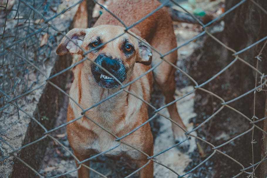 Dog Beside Chain Link Wall, angry, animal, canine, cute, domestic, HD wallpaper