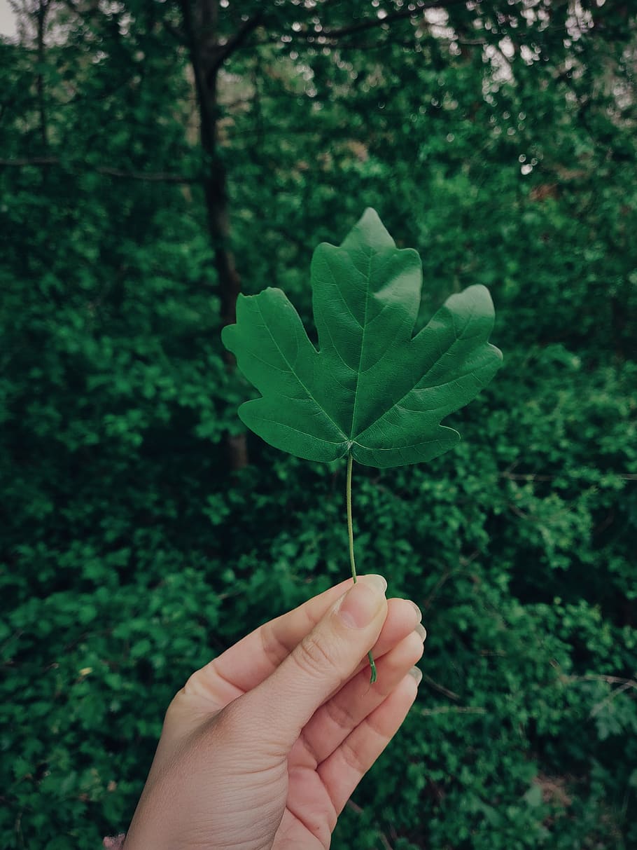 Green Leaf, hand, human hand, human body part, plant part, holding HD wallpaper