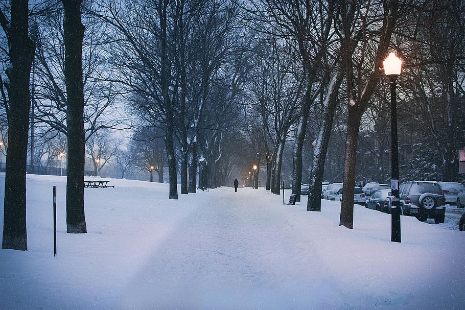 person walking between trees, snow, outdoors, path, sidewalk HD wallpaper