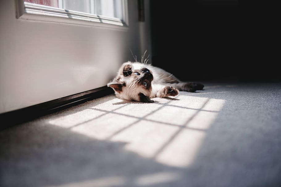 white cat lying beside window, pets, domestic, animal themes HD wallpaper