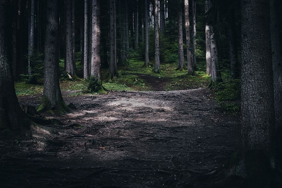 forest, outdoors, trees, woods, land, plant, tree trunk, woodland HD wallpaper