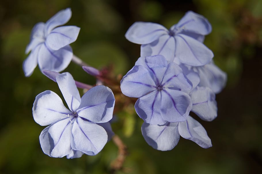 blue, bloom, blossom, nature, plant, flora, purple, violet, HD wallpaper