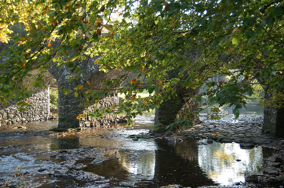 antrim, castle, grounds, tree, water, plant, growth, nature HD wallpaper