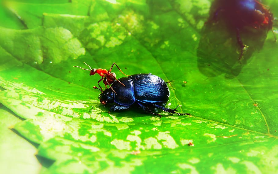 forest beetle, the beetle, ant red, insects, victim, food, eating HD wallpaper
