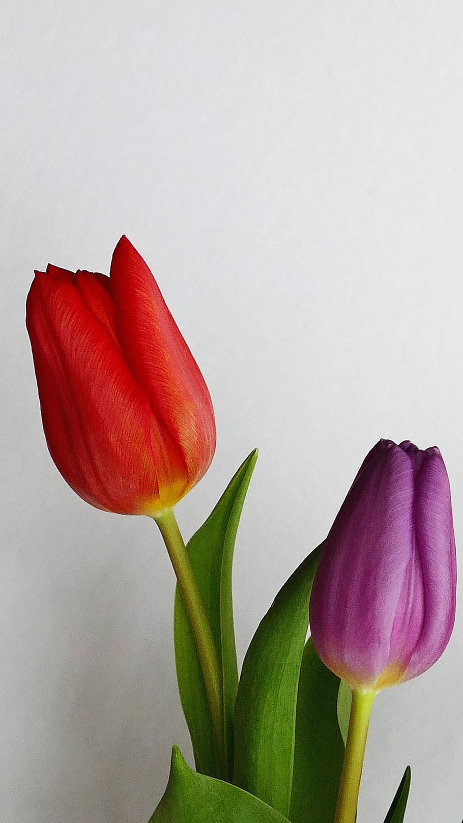 Red and Purple Tulips, blur, close-up, decor, delicate, focus HD wallpaper