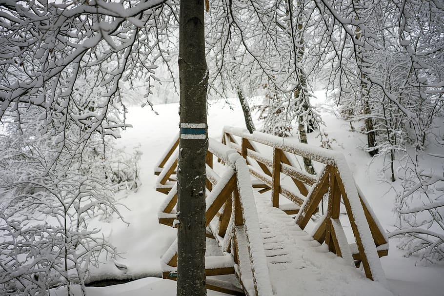 poland, wołosate, tree, snow, bieszczady, landscape, winter HD wallpaper