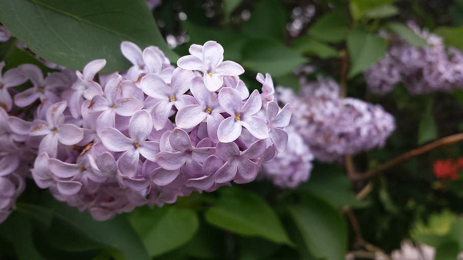 lilac, filter, flowers, spring, flowering plant, freshness HD wallpaper