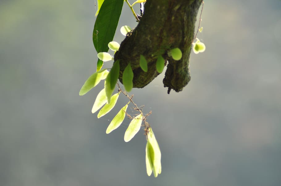 tree, meewana, beautiful, plant, flower, spring, decoration HD wallpaper
