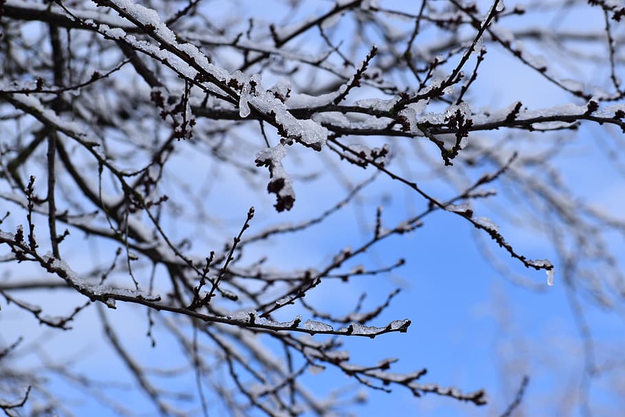 branches, ice, sky, beautiful, wallpaper, background, blue HD wallpaper