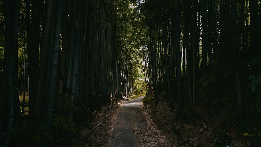 forest trees, plant, kyoto, bamboo, japan, fushimi inari-taisha, HD wallpaper