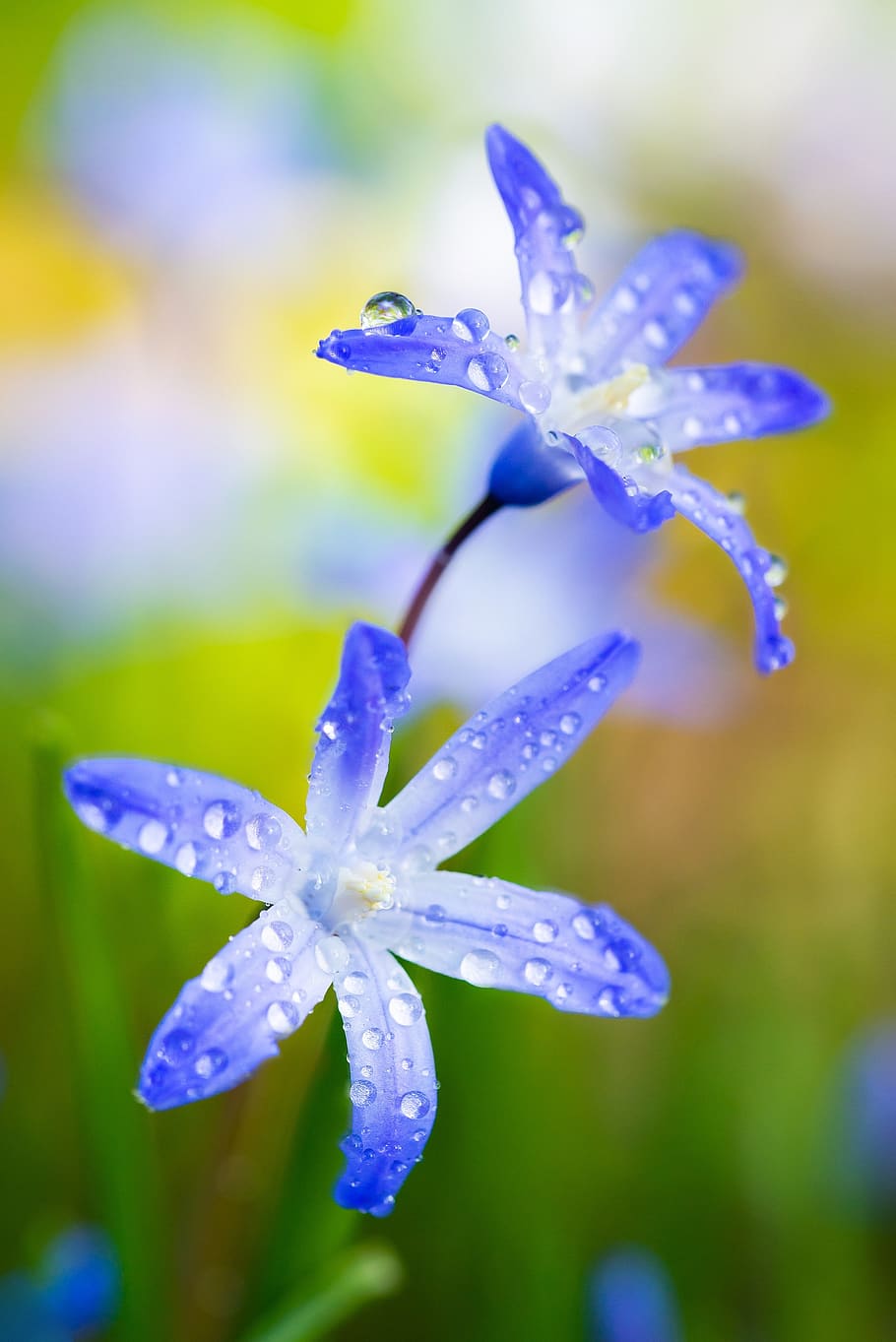 flower, macro, nature, blossom, bloom, plant, garden, close up HD wallpaper