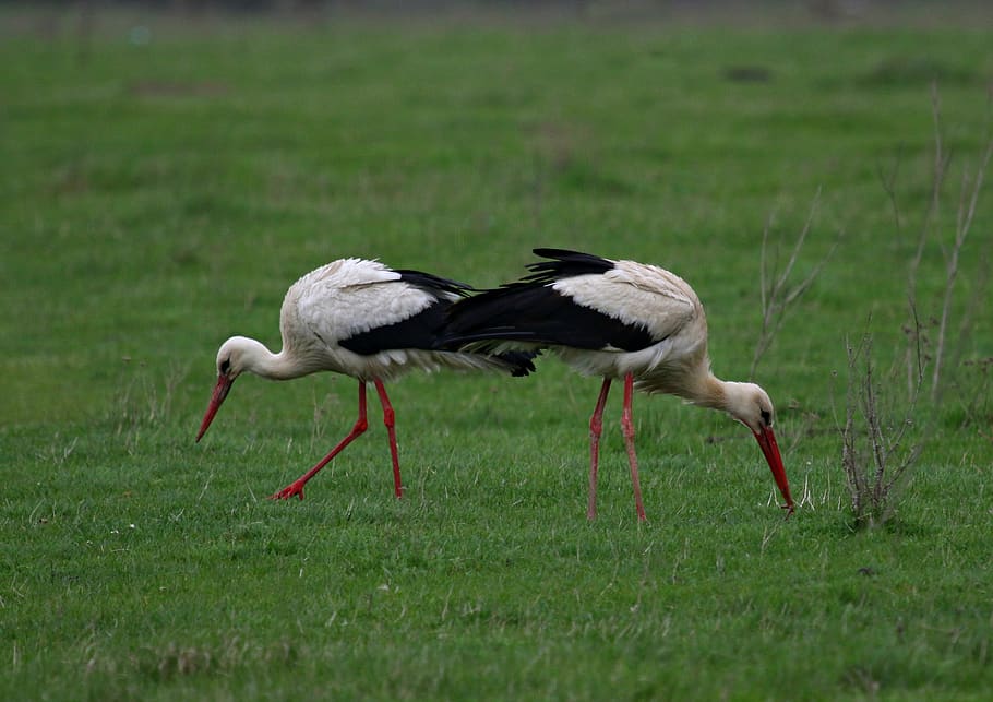 stork, pair, birds, camp, spring, two, white, animal themes HD wallpaper