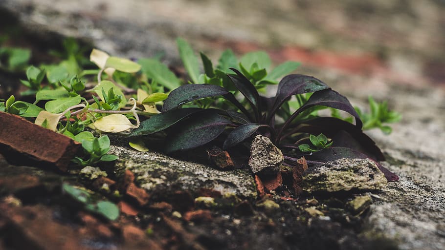 Green Lead Plant, blur, blurred background, close-up, colors HD wallpaper