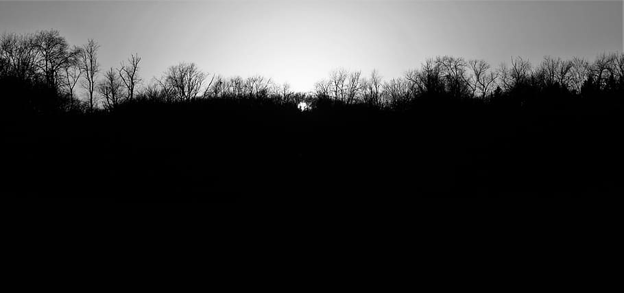 tree, branch, black, white, monochrome, sun, summer, fall, spring HD wallpaper