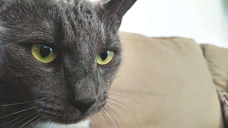 cat, british, thoroughbred, sweet, animal, kitten, an interesting HD wallpaper