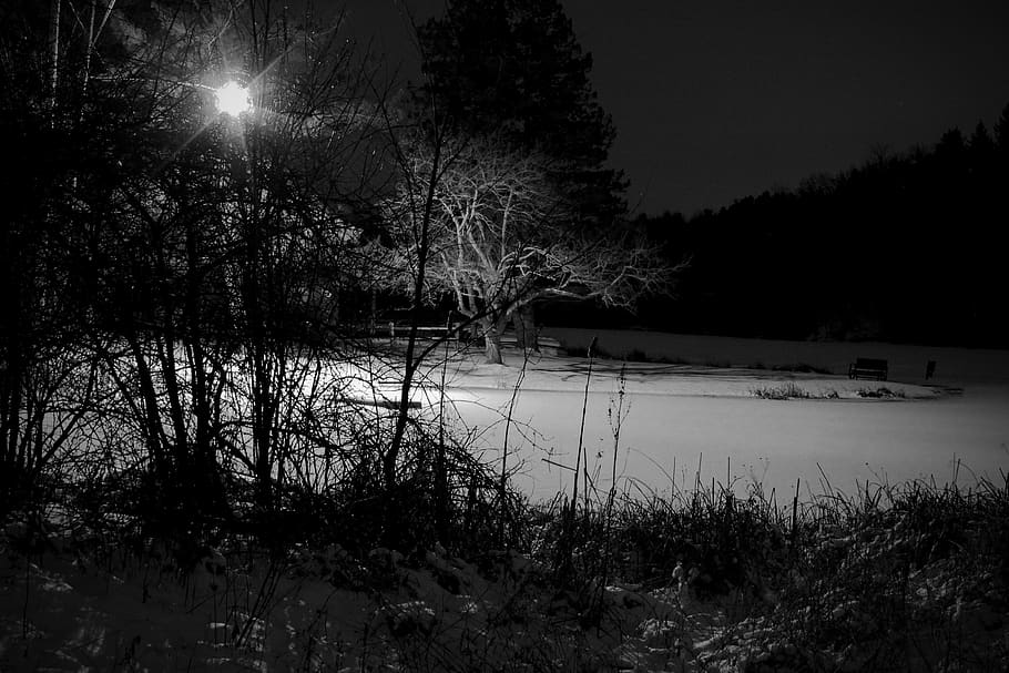 lake, ice, night, light, black and white, plant, water, tree HD wallpaper