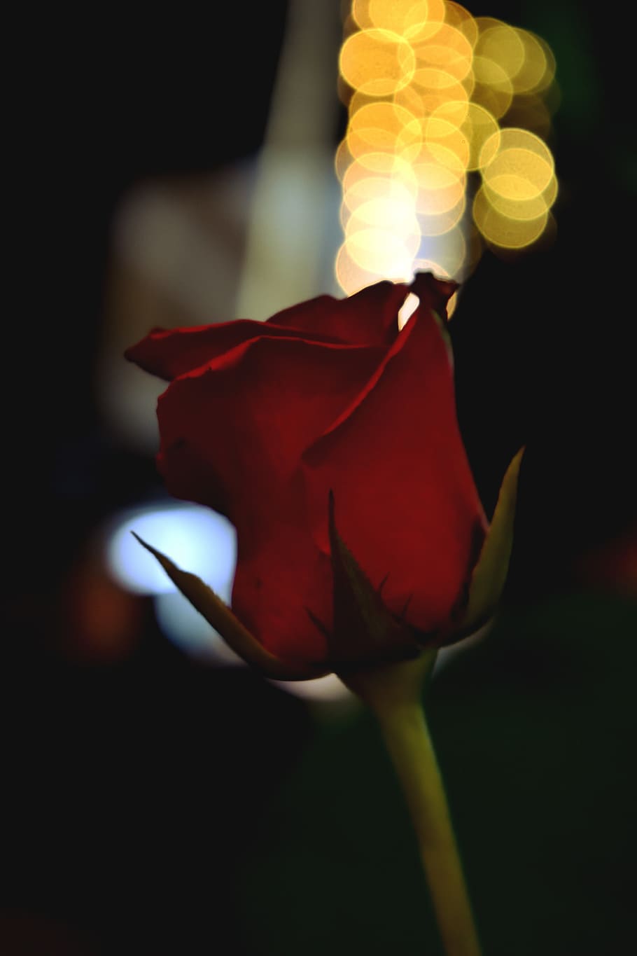 roses, bokeh, nice, candles, light, night, party, flowering plant HD wallpaper