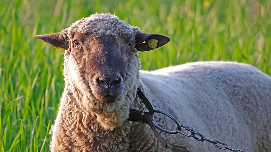 ram, sheep, animal, animal themes, mammal, domestic animals HD wallpaper