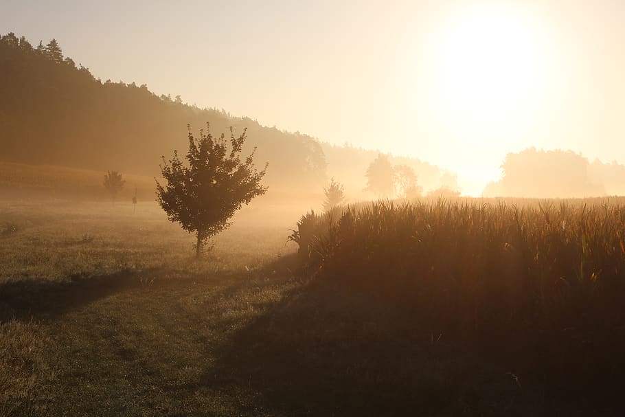 sunrise, forest, landscape, shadow, tree, germany, plant, tranquility HD wallpaper