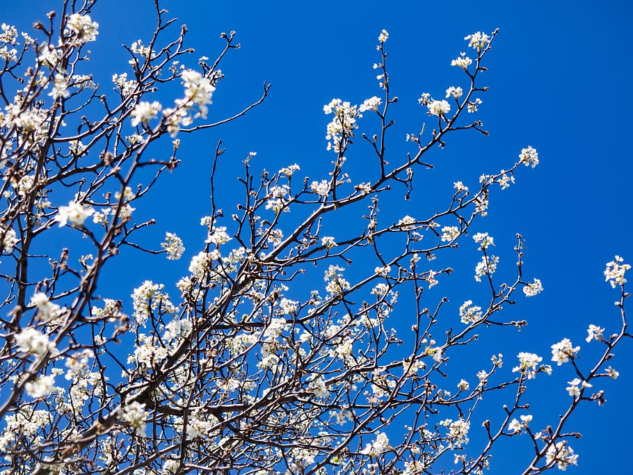 spring, flowers, tree, branches, blue, low angle view, plant HD wallpaper