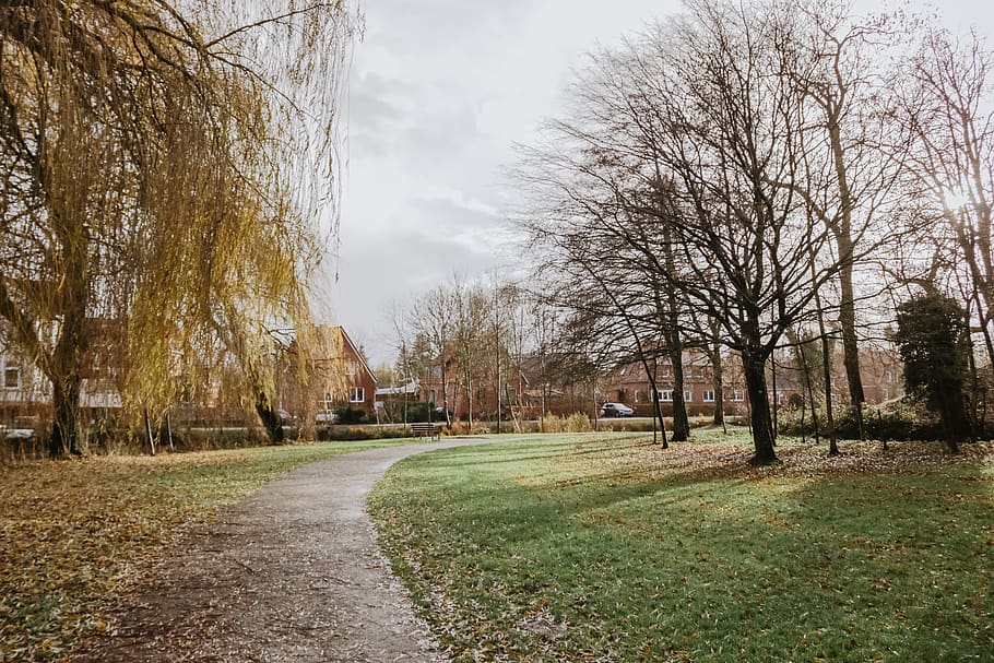 empty road surrounded by trees, plant, grass, tree trunk, path HD wallpaper