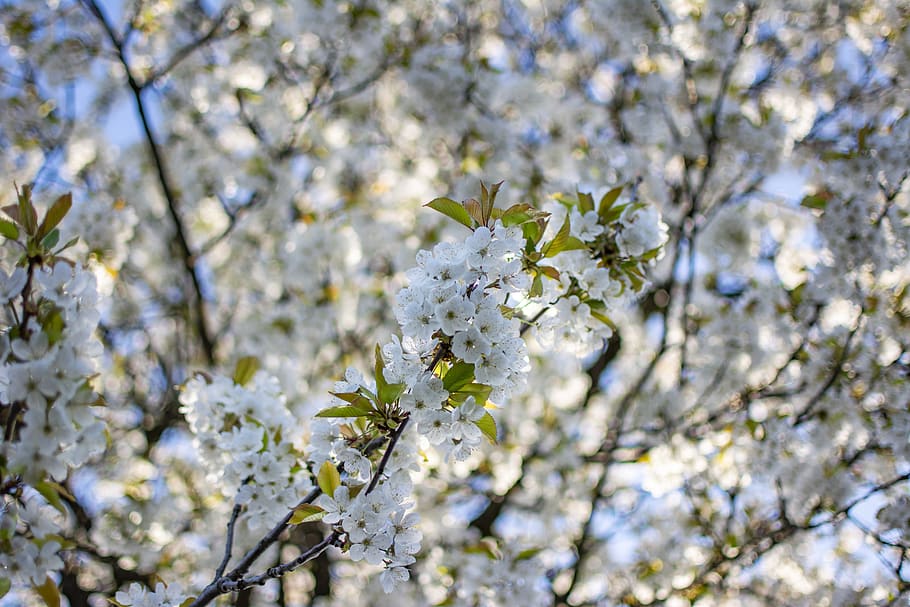 cherry, spring, tree, branch, flowers, white, season, floral HD wallpaper