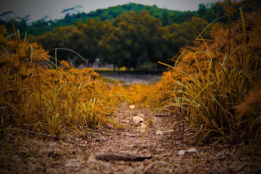 forest, grass, savana, plant, water, nature, no people, tranquility HD wallpaper