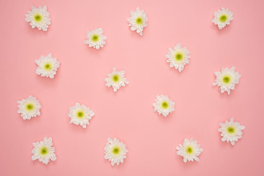White and Yellow Flower on Pink Wall, art, beautiful, bloom, blossom