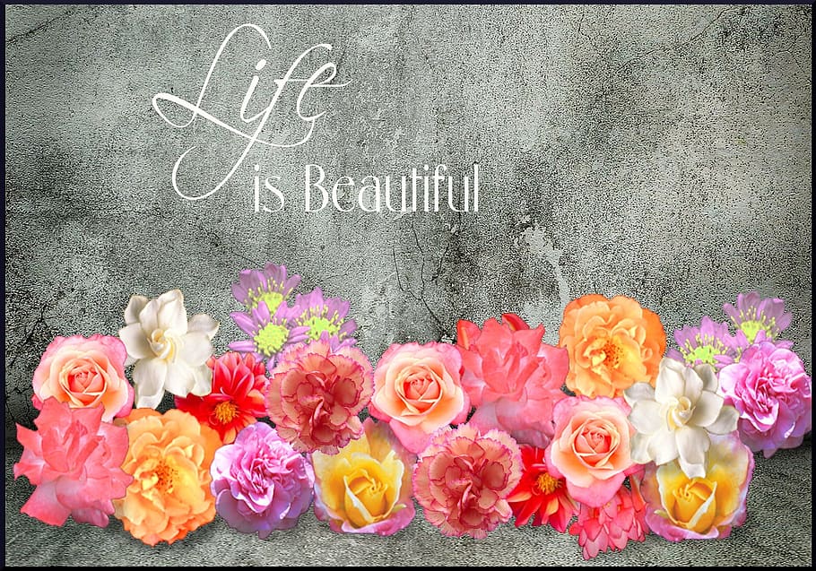 life, beautiful, flower, texture, blooming, flowering plant HD wallpaper