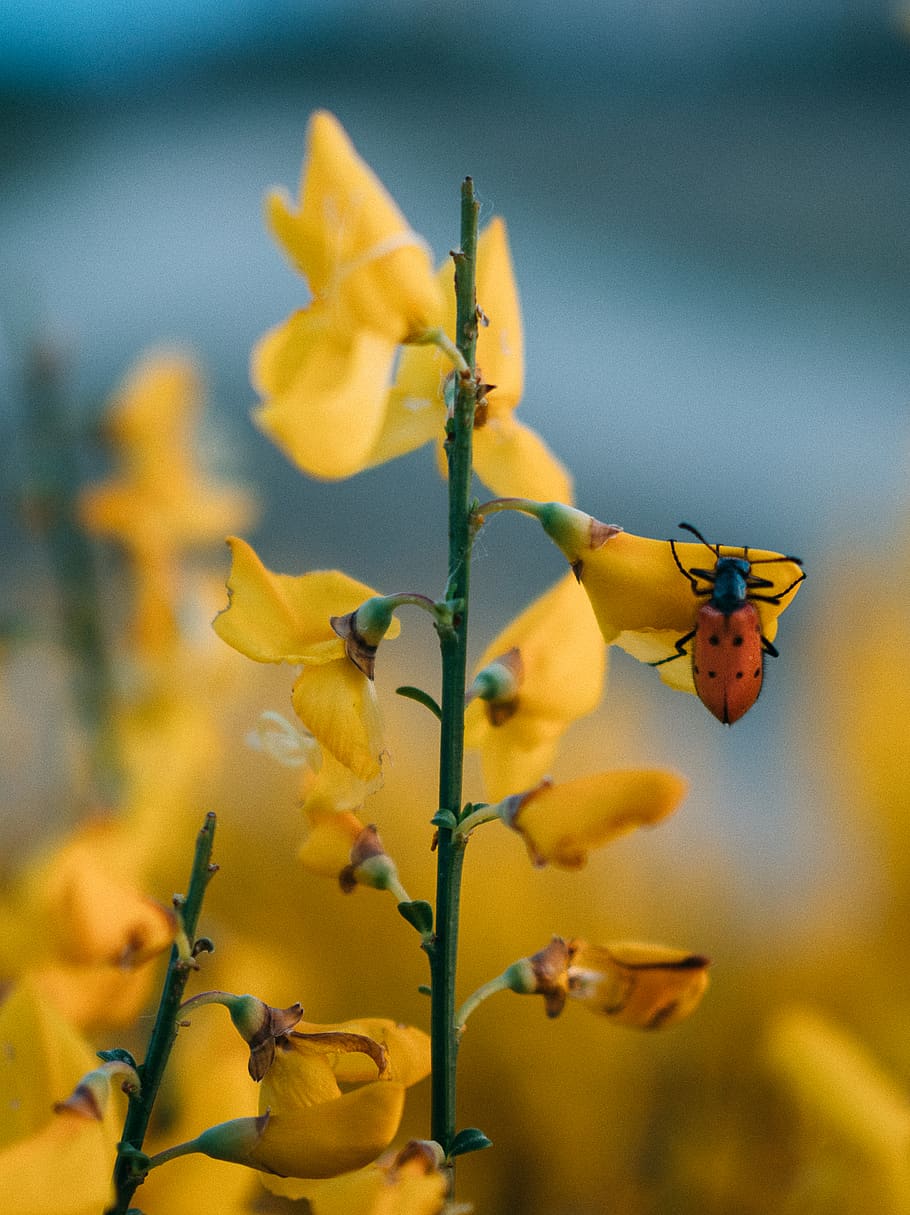 nature, flower, plant, insect, yellow, bokeh, forest, animal HD wallpaper