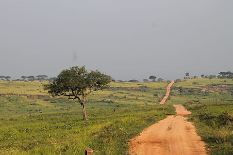 uganda, murchison falls uganda, trees, path, africa, plant HD wallpaper