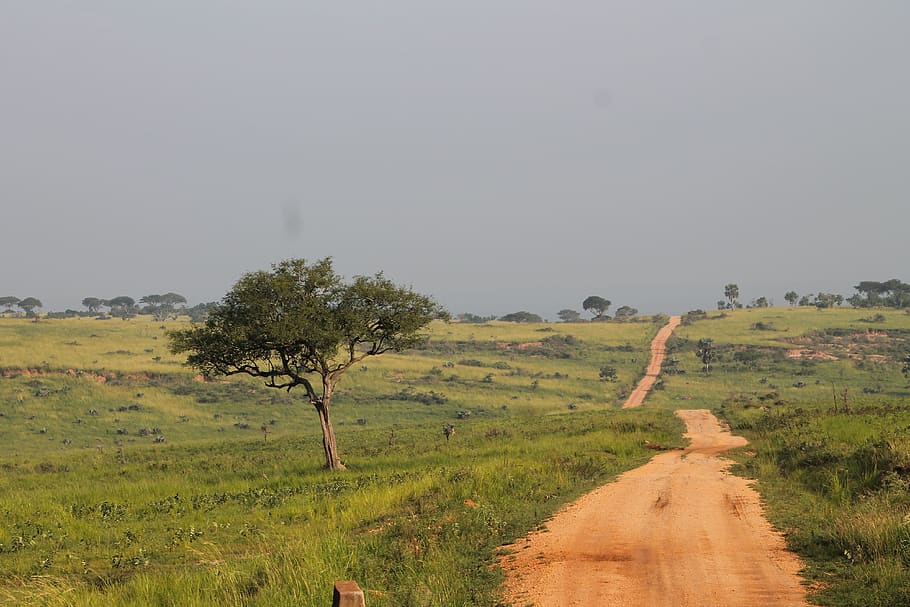 uganda, murchison falls uganda, trees, path, africa, plant