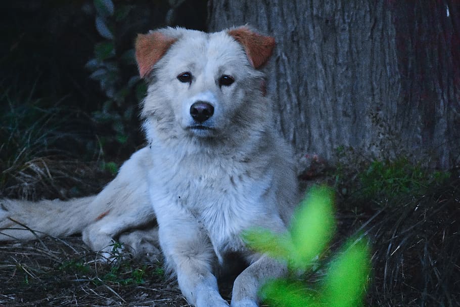 dog, animal, animal themes, one animal, mammal, animals in the wild HD wallpaper
