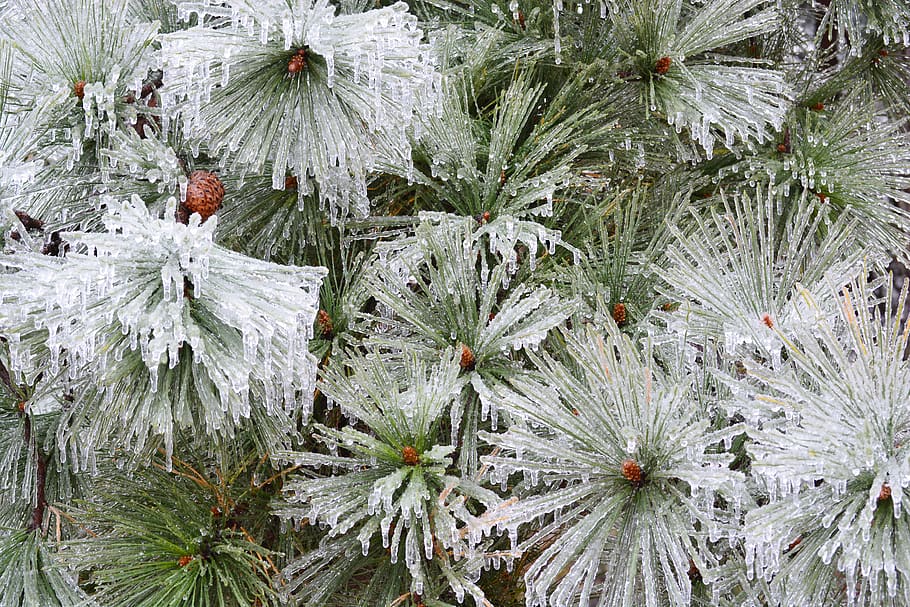 Ice, Pine tree, Winter, Ice Storm, plant, cold temperature HD wallpaper