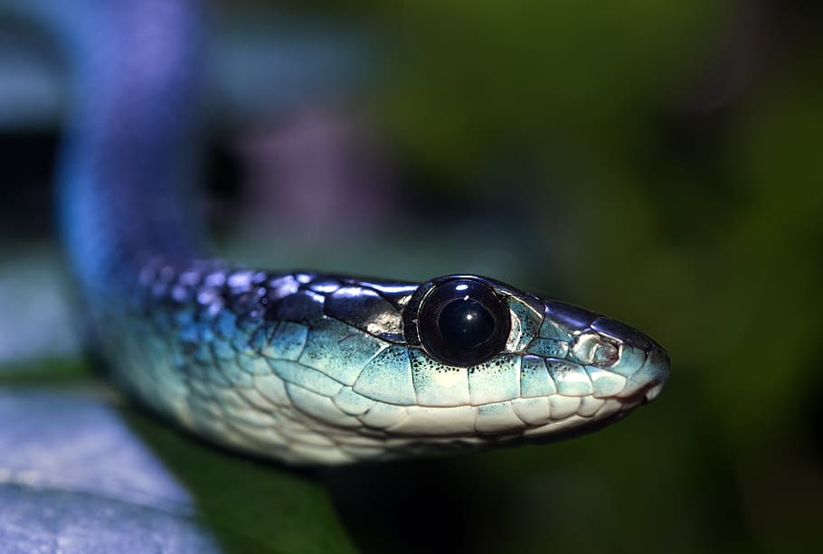 gray snake, one animal, animal themes, animal wildlife, animals in the wild HD wallpaper