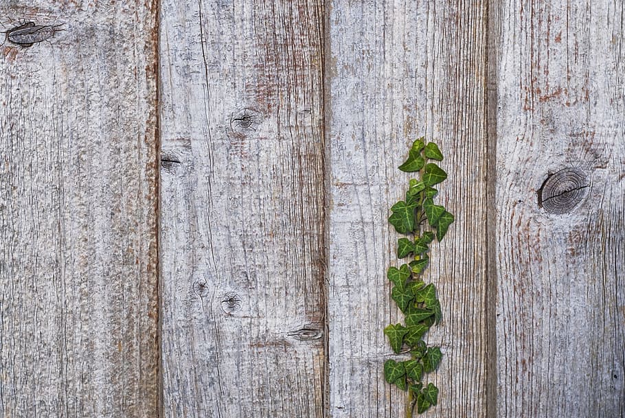 green leafed plant on brown wooden plank, vine, white, texture HD wallpaper