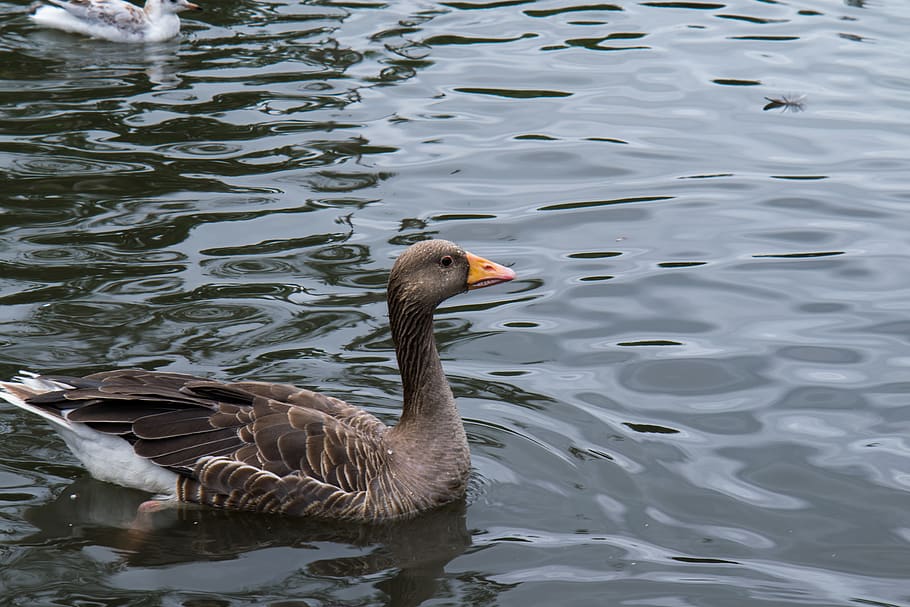 water, animal wildlife, bird, animals in the wild, animal themes HD wallpaper