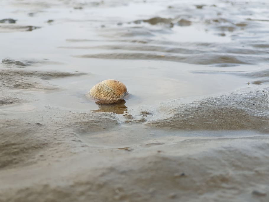 shell, sea, watts, sand, beach, water, mussels, ocean, animal HD wallpaper