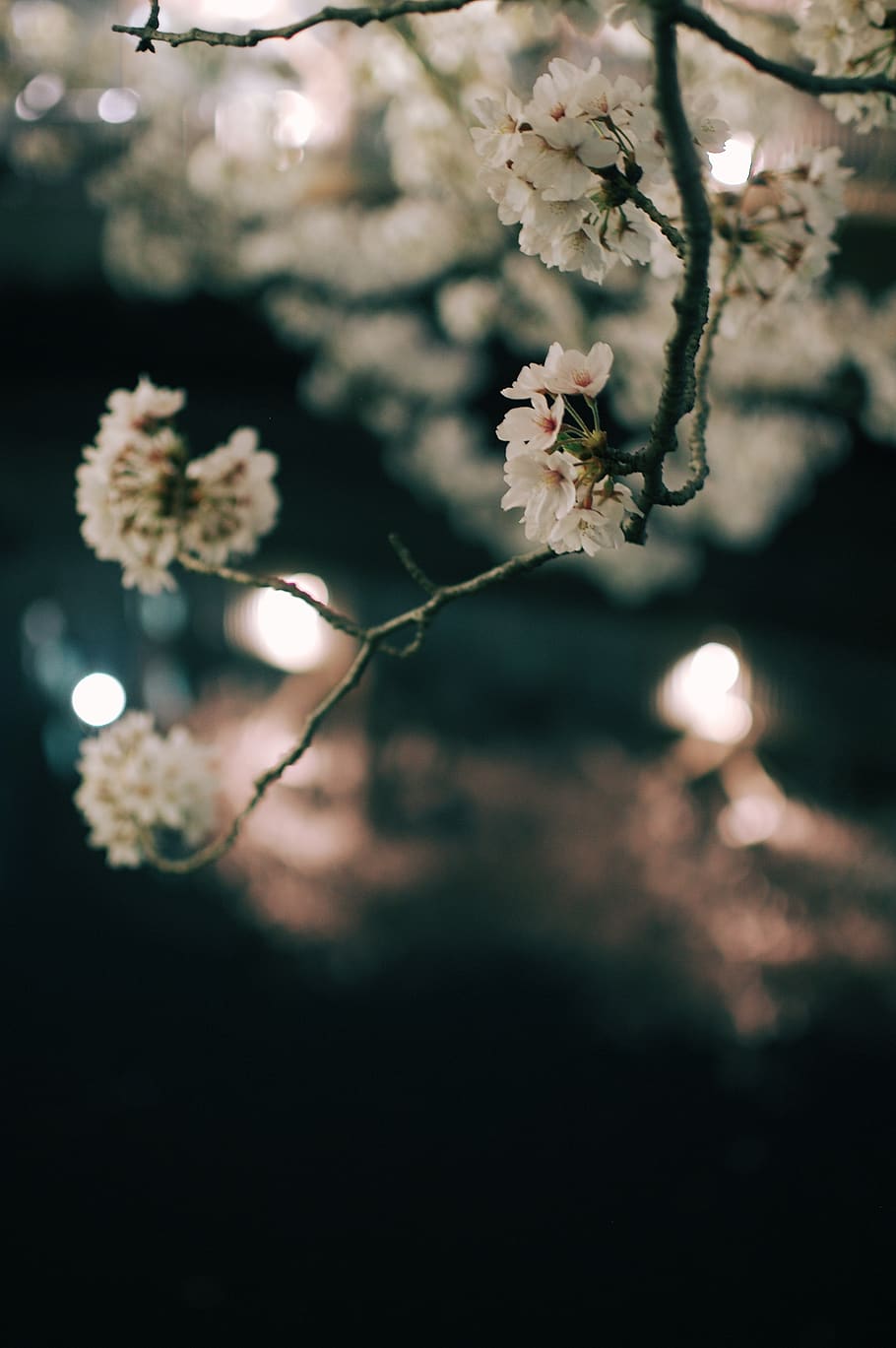 cherry blossoms, plant, flower, flowering plant, beauty in nature HD wallpaper