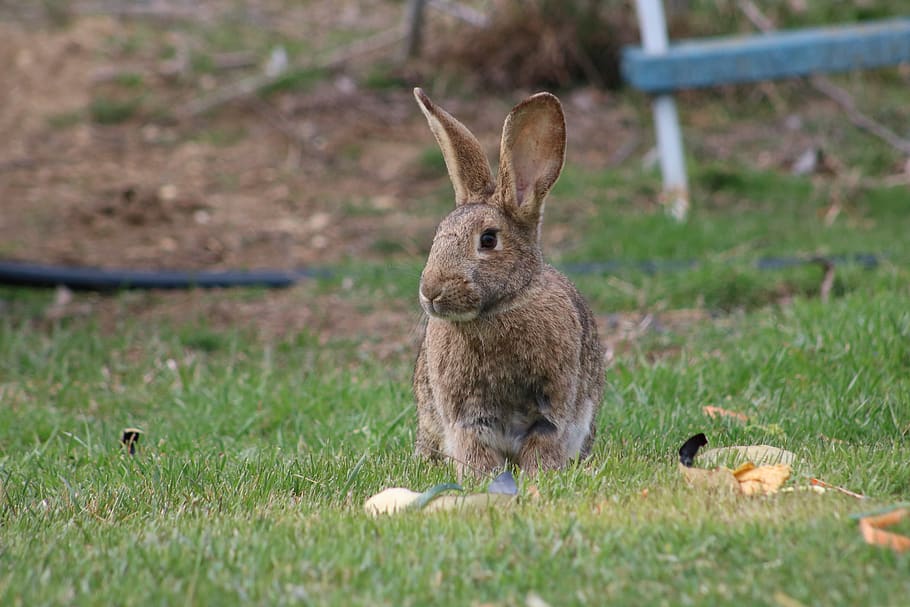 brown rabbit, mammal, animal, animal themes, rabbit - animal HD wallpaper
