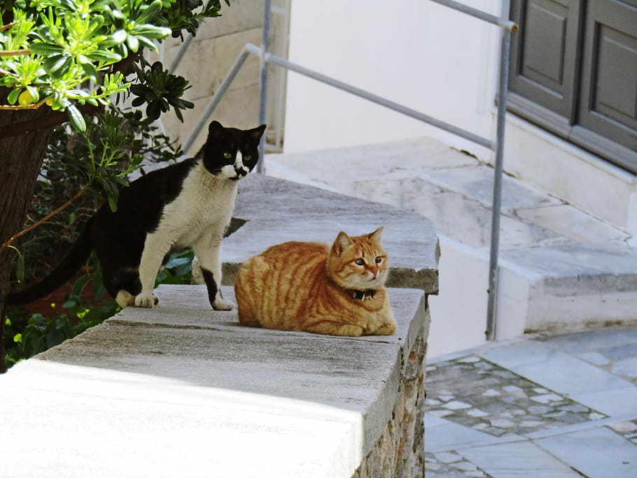 animals, outdoor, cats, domestic, pets, mammal, domestic animals HD wallpaper