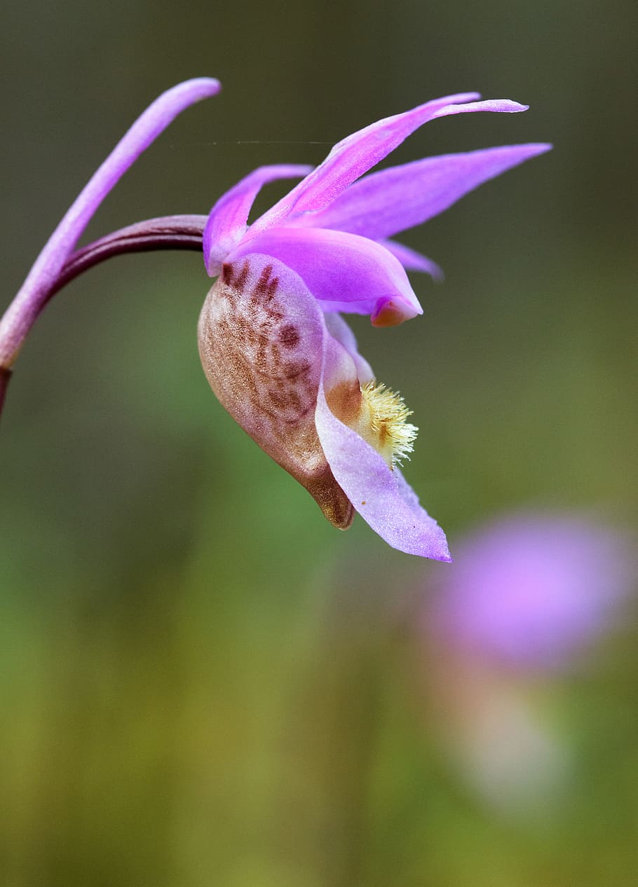 pink flower, plant, blossom, orchid, finland, bloom, iris, geranium HD wallpaper